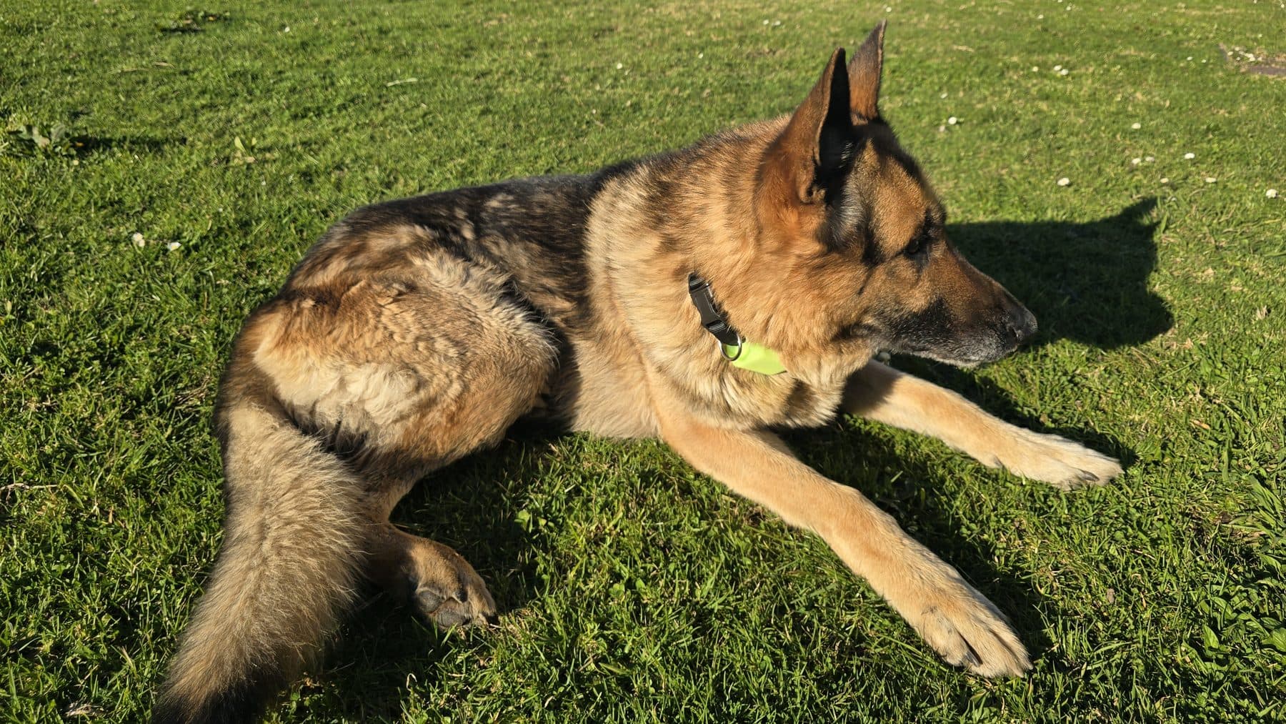 Baal, a German Shepherd, lying on the grass with marlaio MX1 on his collar.