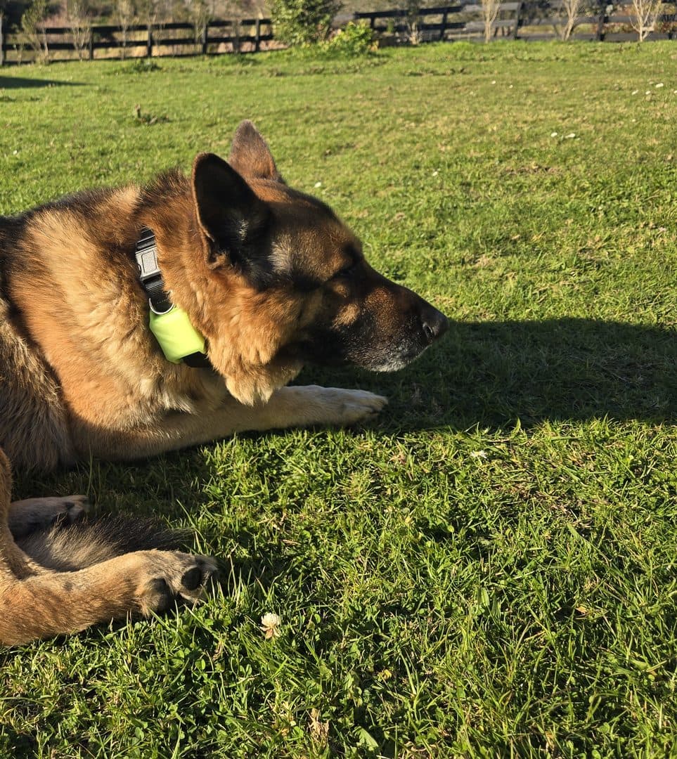 Baal resting on the grass, marlaio MX1 on his collar.