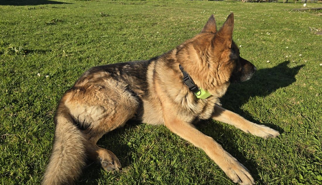 Baal, a German Shepherd, lying on the grass with marlaio MX1 on his collar.